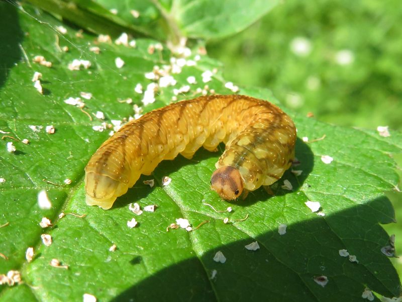 Bruco su piante di Angelica sylvestris: Tenthredo (Endotethryx) campestris